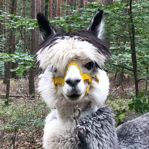 Meeko